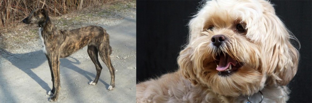 Lhasapoo vs American Staghound - Breed Comparison