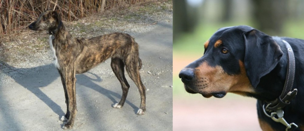 Lithuanian Hound vs American Staghound - Breed Comparison