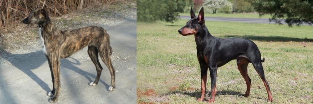 Manchester Terrier vs American Staghound - Breed Comparison