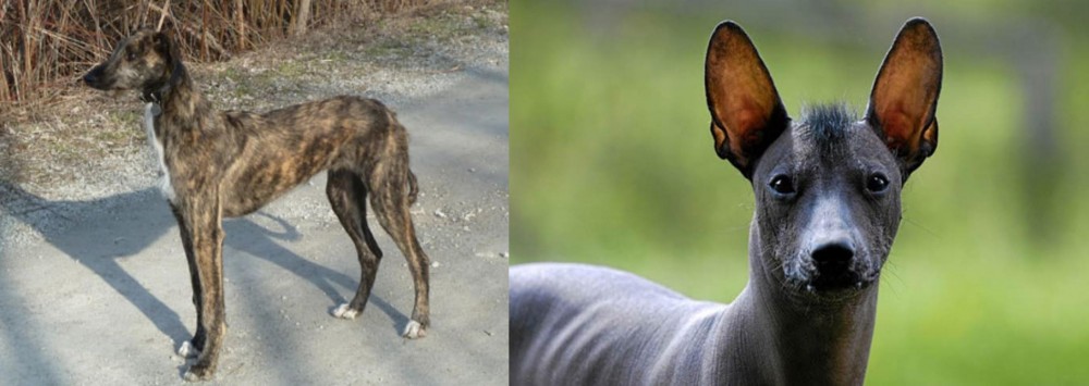 Mexican Hairless vs American Staghound - Breed Comparison