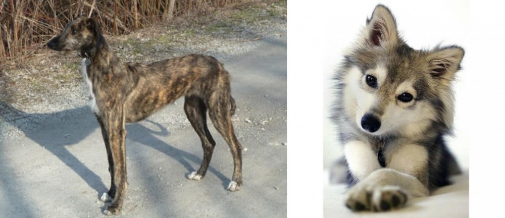 Miniature Siberian Husky vs American Staghound - Breed Comparison