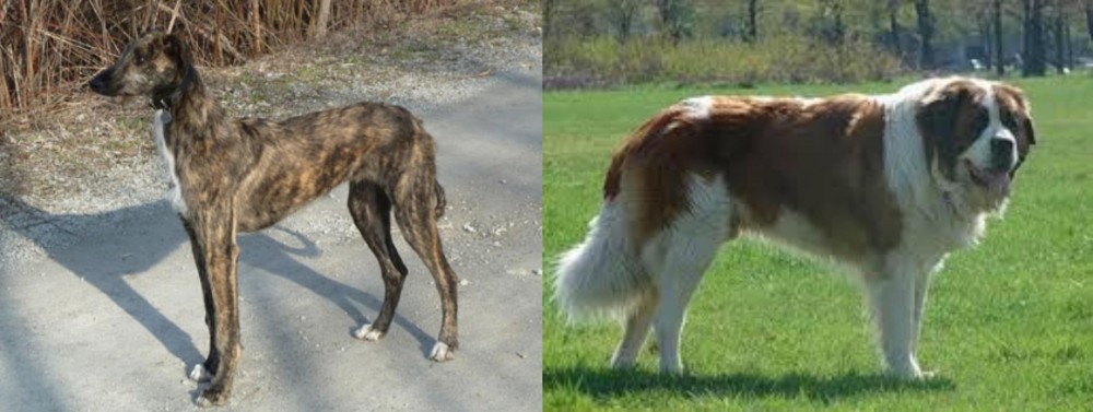 Moscow Watchdog vs American Staghound - Breed Comparison