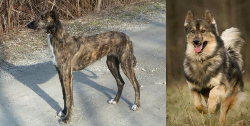 Native American Indian Dog vs American Staghound - Breed Comparison