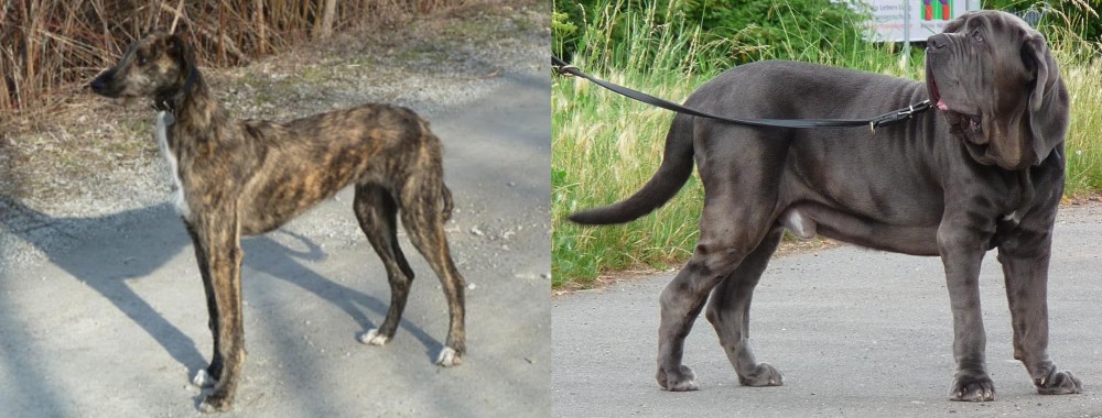 Neapolitan Mastiff vs American Staghound - Breed Comparison