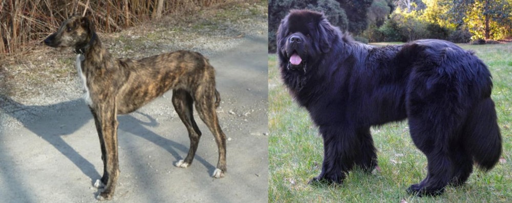 Newfoundland Dog vs American Staghound - Breed Comparison
