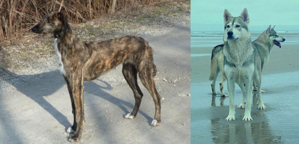 Northern Inuit Dog vs American Staghound - Breed Comparison