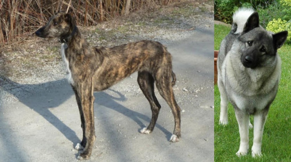 Norwegian Elkhound vs American Staghound - Breed Comparison