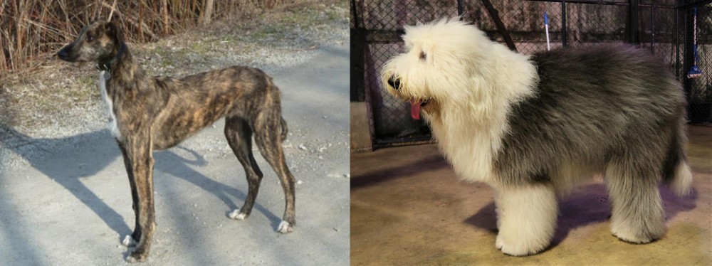 Old English Sheepdog vs American Staghound - Breed Comparison
