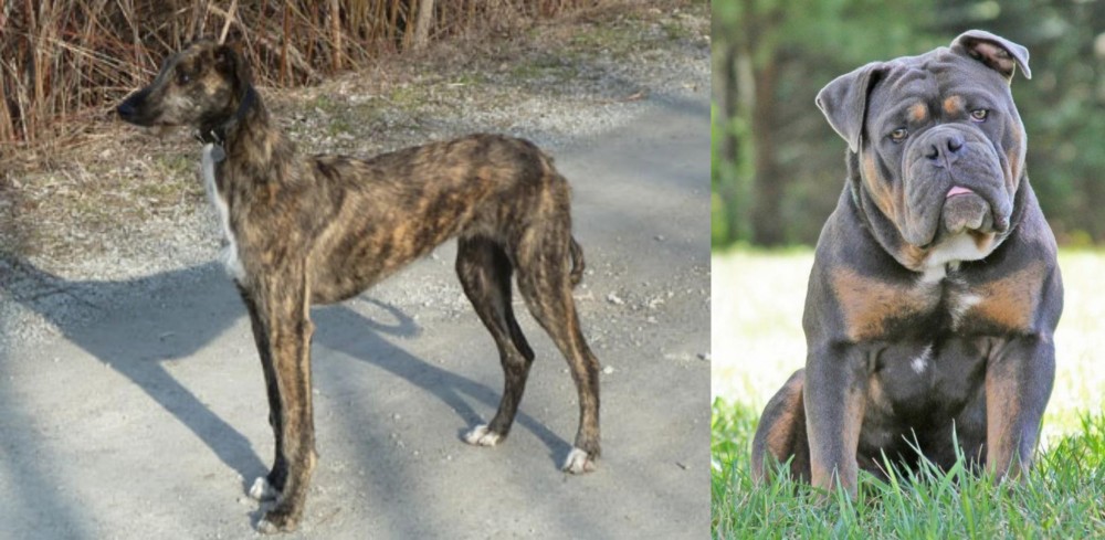 Olde English Bulldogge vs American Staghound - Breed Comparison