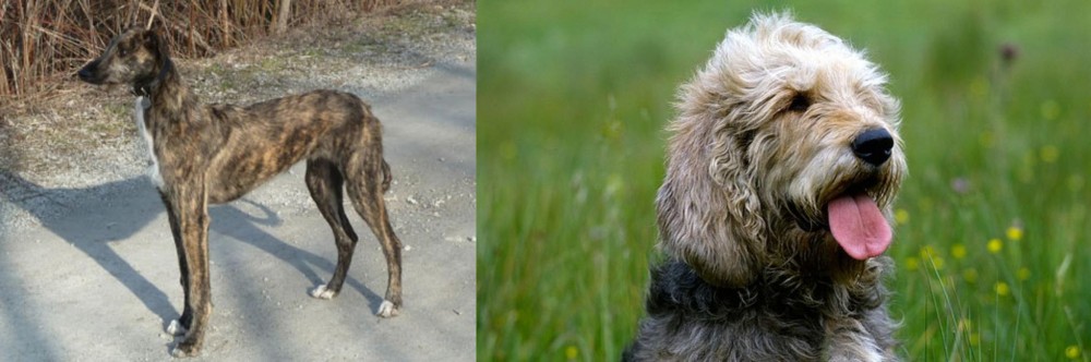 Otterhound vs American Staghound - Breed Comparison