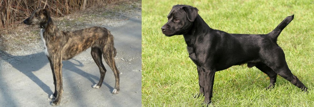 Patterdale Terrier vs American Staghound - Breed Comparison