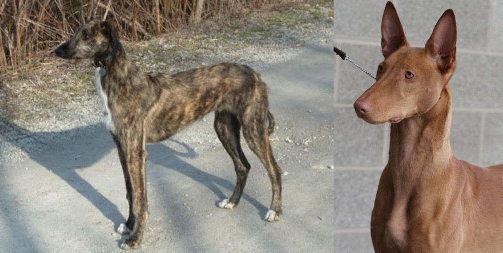 Pharaoh Hound vs American Staghound - Breed Comparison