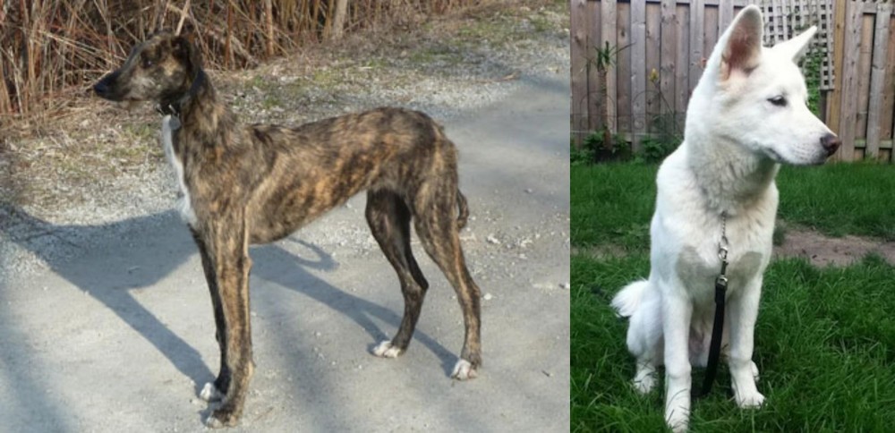 Phung San vs American Staghound - Breed Comparison