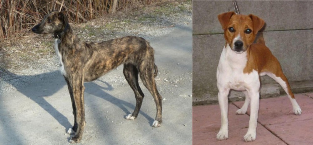 Plummer Terrier vs American Staghound - Breed Comparison