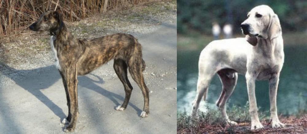 Porcelaine vs American Staghound - Breed Comparison