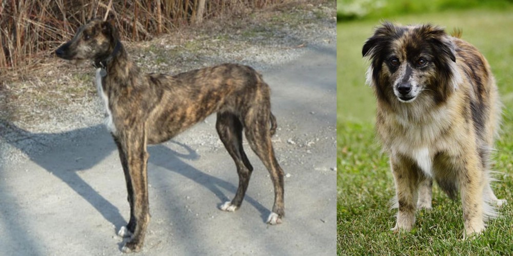 Pyrenean Shepherd vs American Staghound - Breed Comparison