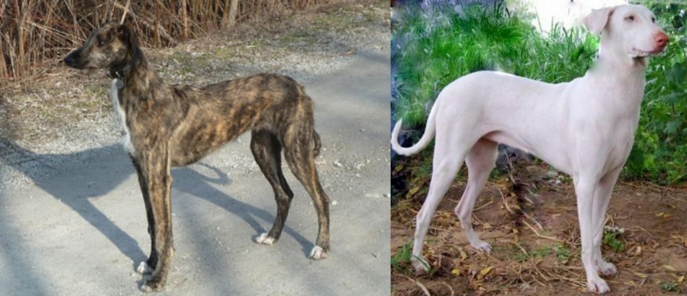 Rajapalayam vs American Staghound - Breed Comparison