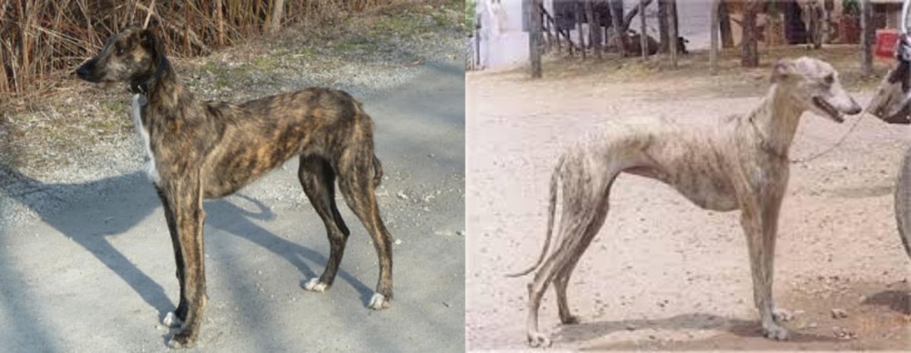 Rampur Greyhound vs American Staghound - Breed Comparison