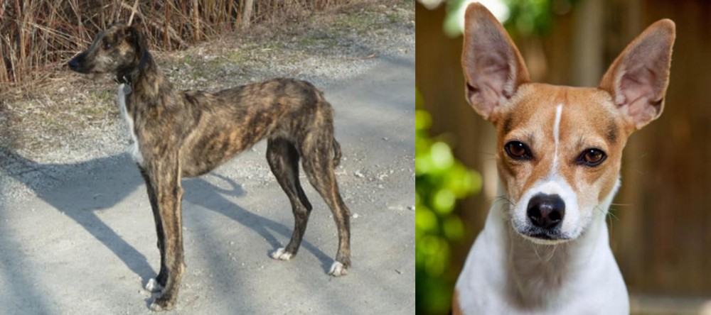 Rat Terrier vs American Staghound - Breed Comparison