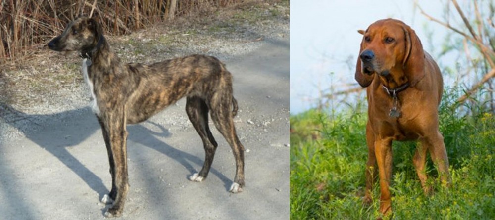 Redbone Coonhound vs American Staghound - Breed Comparison