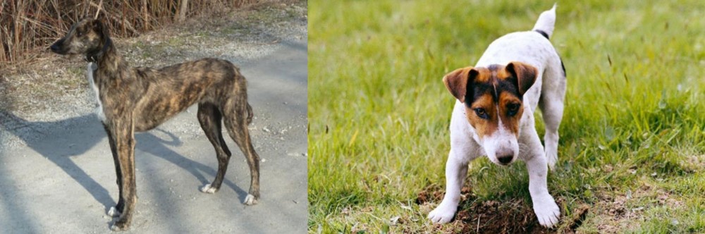 Russell Terrier vs American Staghound - Breed Comparison