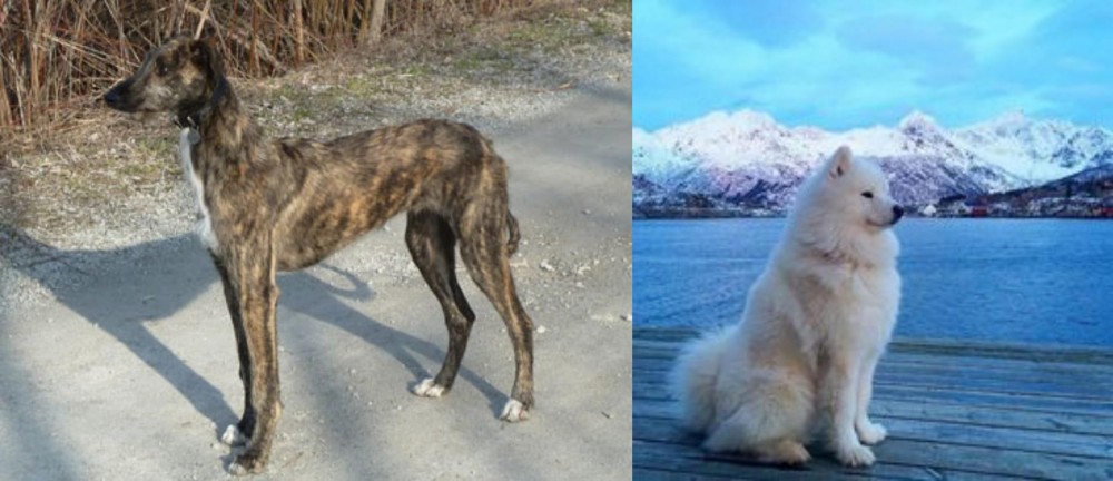 Samoyed vs American Staghound - Breed Comparison