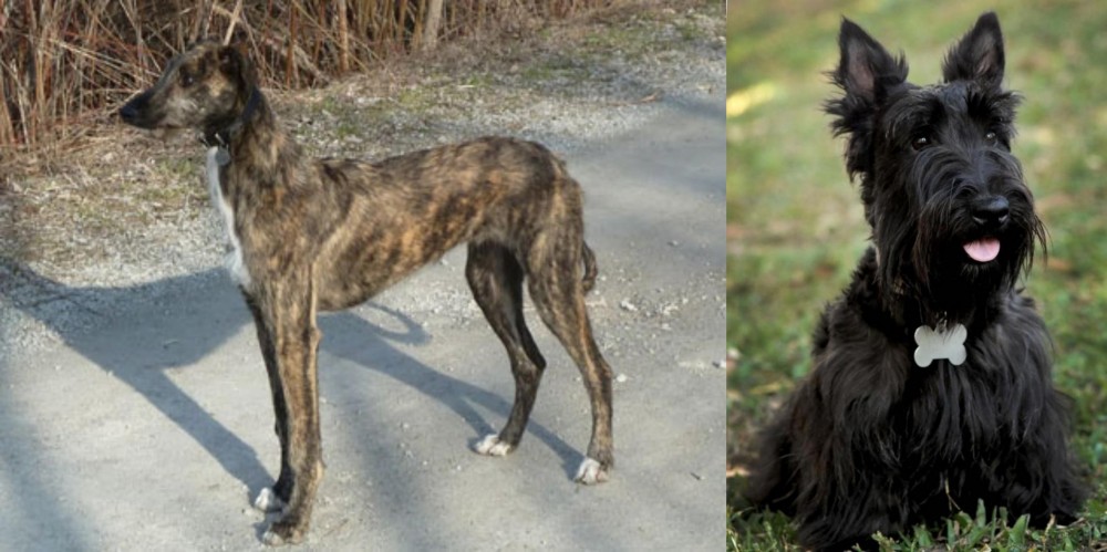 Scoland Terrier vs American Staghound - Breed Comparison