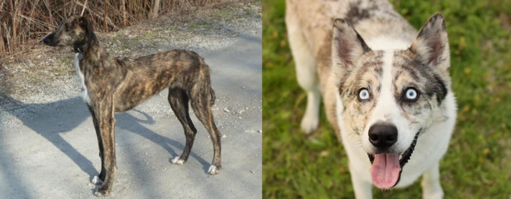Shepherd Husky vs American Staghound - Breed Comparison