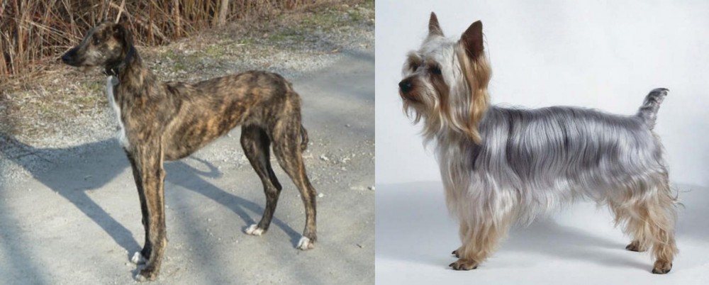 Silky Terrier vs American Staghound - Breed Comparison