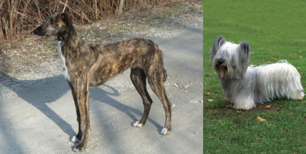 Skye Terrier vs American Staghound - Breed Comparison