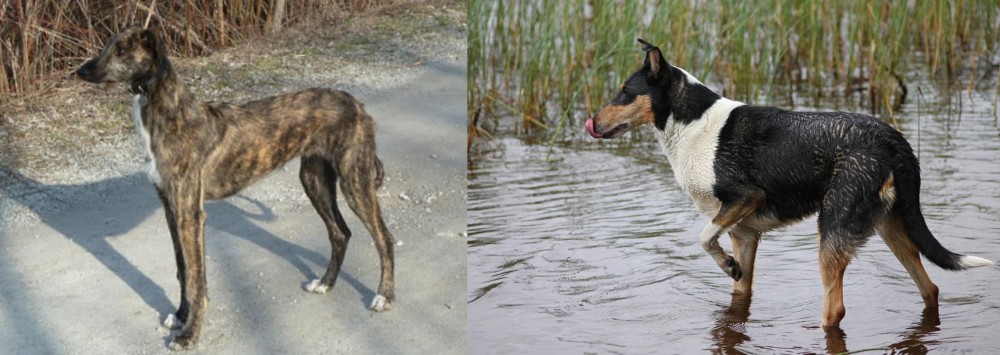 Smooth Collie vs American Staghound - Breed Comparison