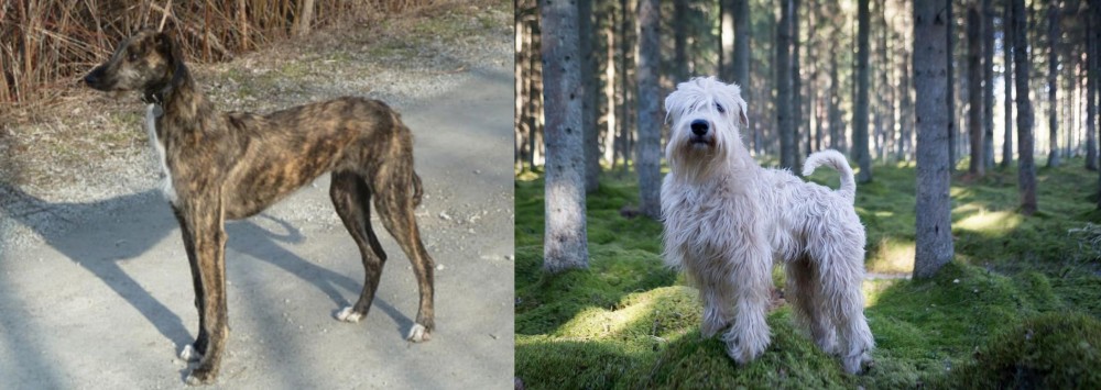 Soft-Coated Wheaten Terrier vs American Staghound - Breed Comparison