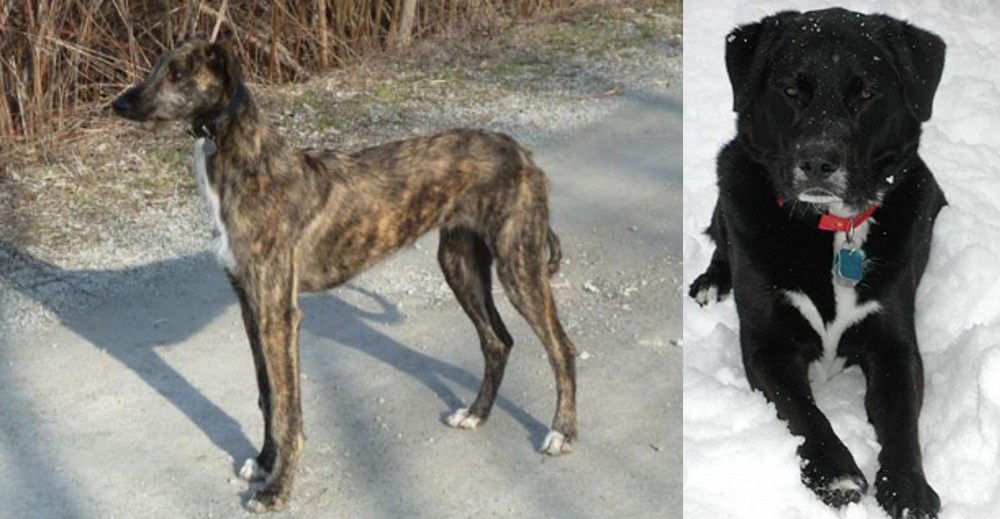 St. John's Water Dog vs American Staghound - Breed Comparison