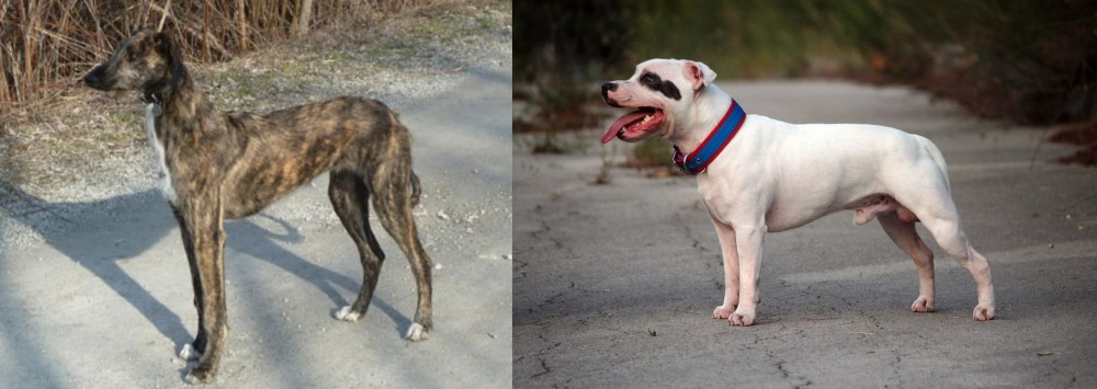 Staffordshire Bull Terrier vs American Staghound - Breed Comparison