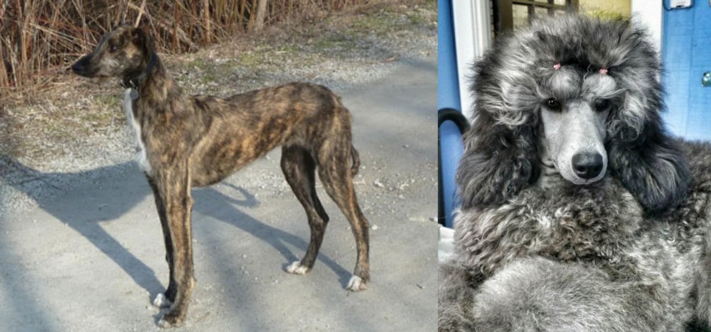 Standard Poodle vs American Staghound - Breed Comparison