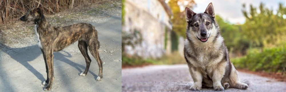 Swedish Vallhund vs American Staghound - Breed Comparison