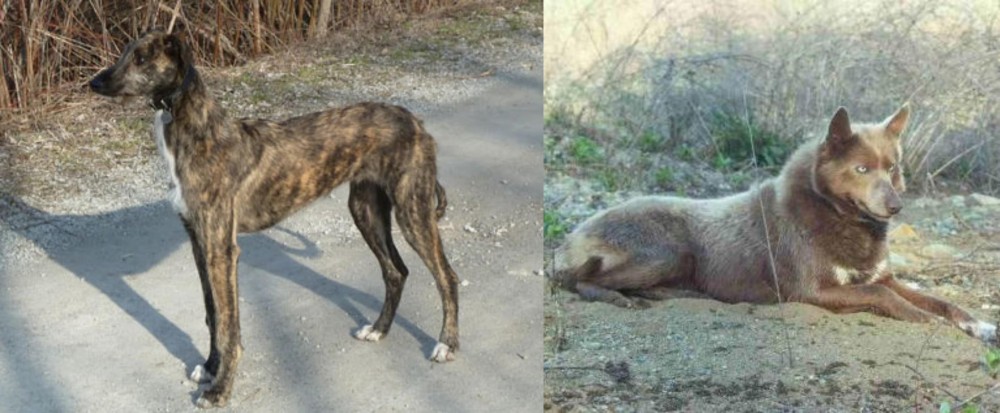 Tahltan Bear Dog vs American Staghound - Breed Comparison