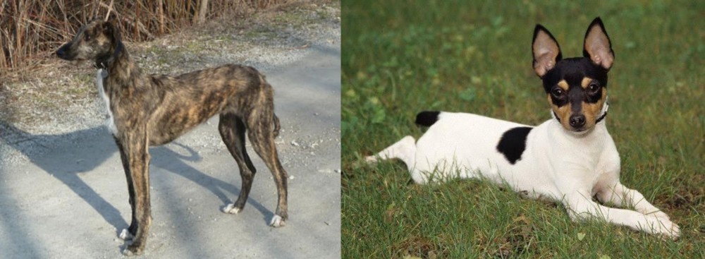 Toy Fox Terrier vs American Staghound - Breed Comparison