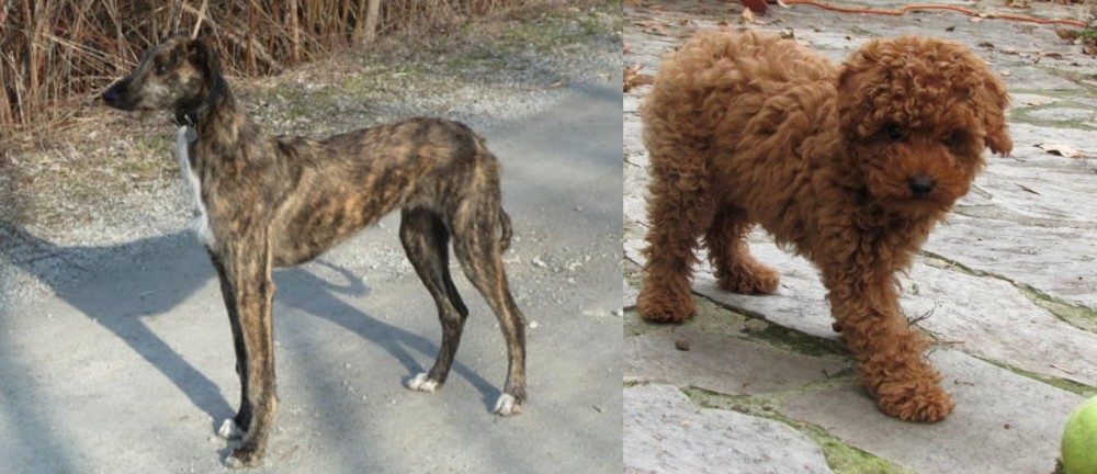 Toy Poodle vs American Staghound - Breed Comparison