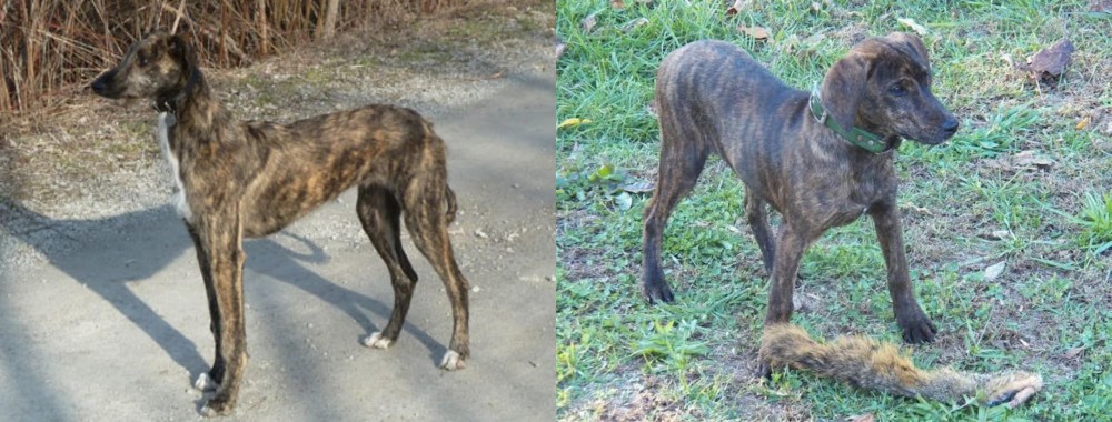 Treeing Cur vs American Staghound - Breed Comparison
