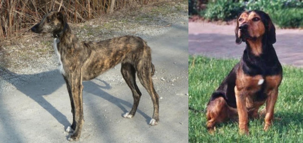 Tyrolean Hound vs American Staghound - Breed Comparison