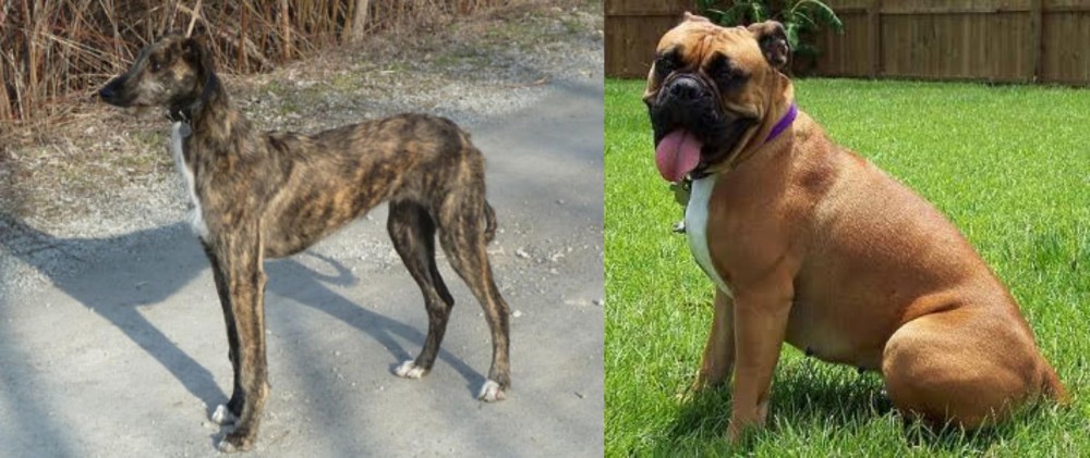 Valley Bulldog vs American Staghound - Breed Comparison