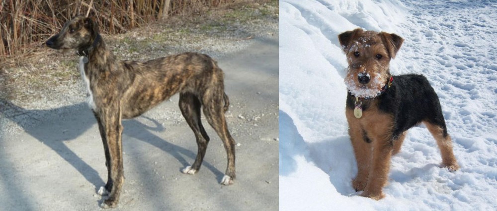 Welsh Terrier vs American Staghound - Breed Comparison
