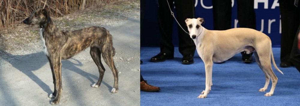 Whippet vs American Staghound - Breed Comparison