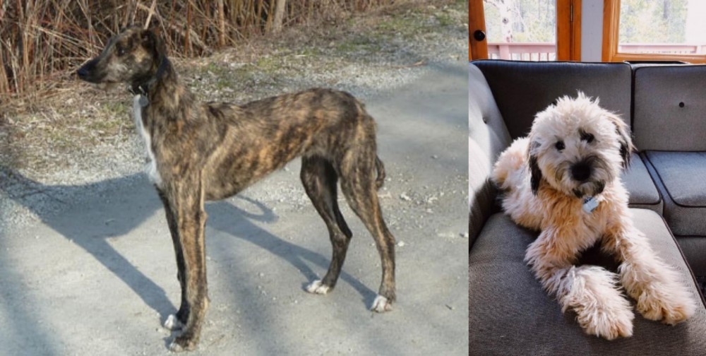 Whoodles vs American Staghound - Breed Comparison