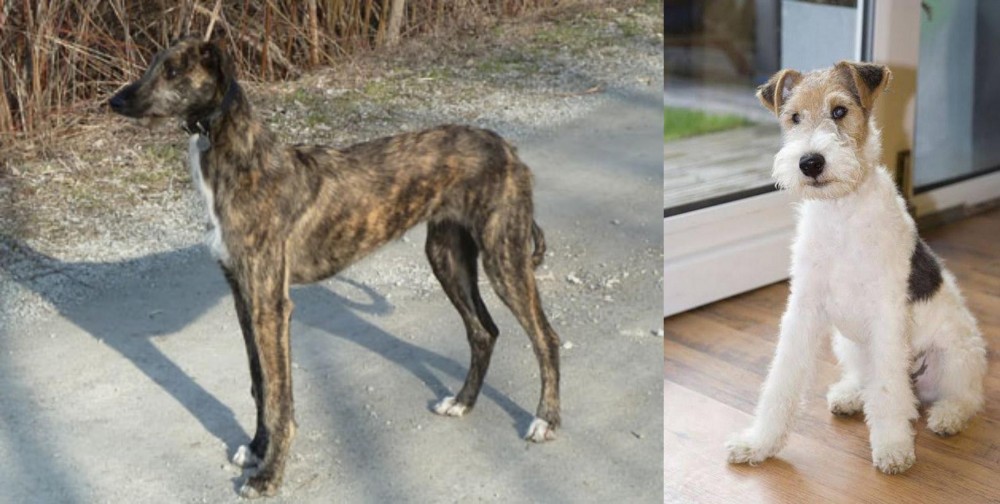 Wire Fox Terrier vs American Staghound - Breed Comparison