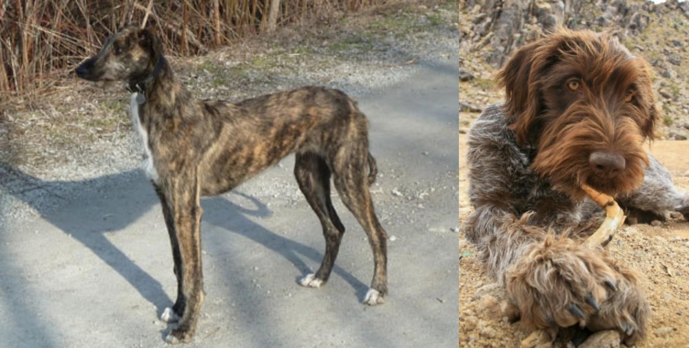 Wirehaired Pointing Griffon vs American Staghound - Breed Comparison