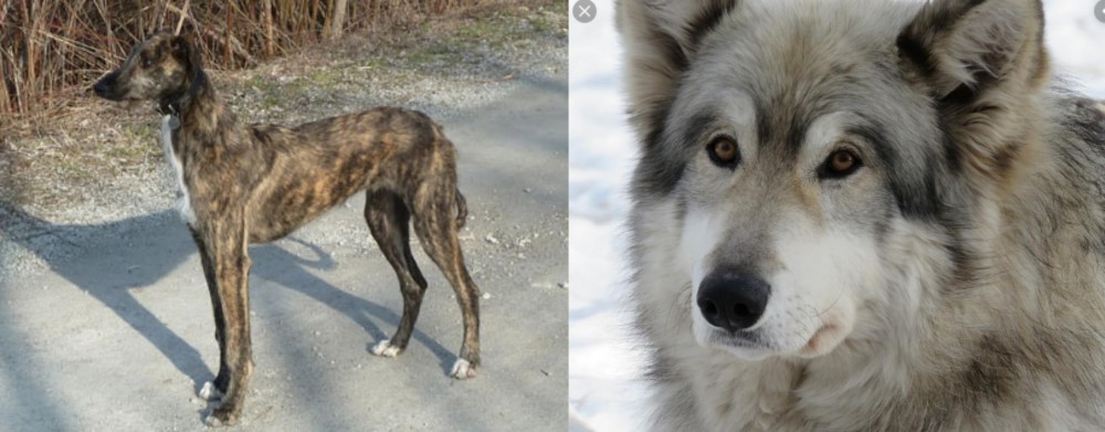 Wolfdog vs American Staghound - Breed Comparison