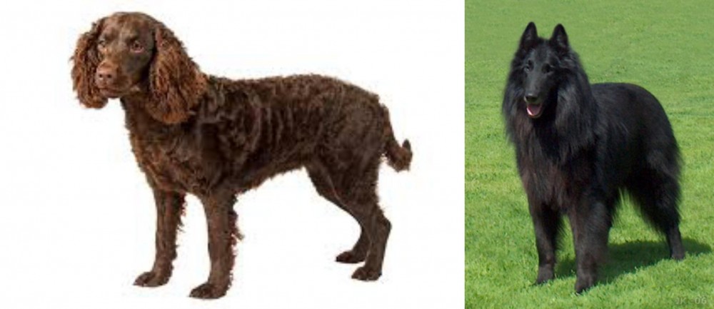 Belgian Shepherd Dog (Groenendael) vs American Water Spaniel - Breed Comparison