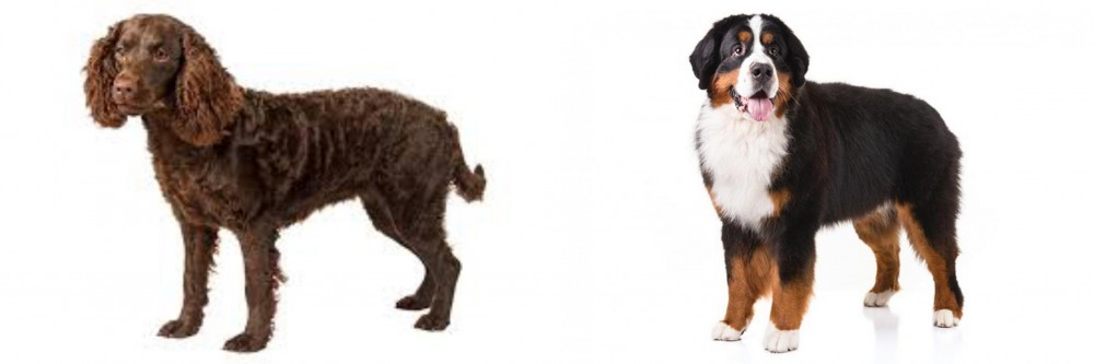 Bernese Mountain Dog vs American Water Spaniel - Breed Comparison